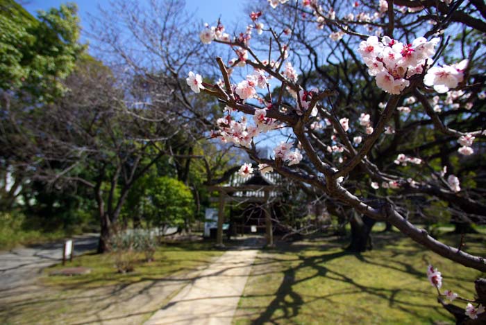 浜離宮恩賜庭園の梅（東京都中央区）_a0196876_22273075.jpg