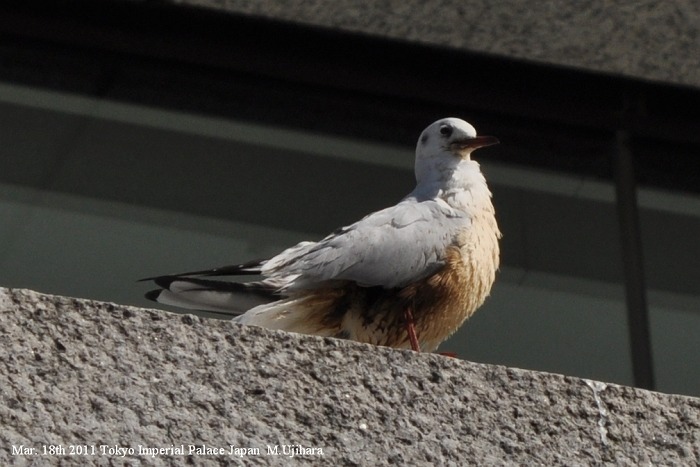 2011.3.18　皇居日比谷濠の油曝カモメ類急増_a0044783_1291740.jpg