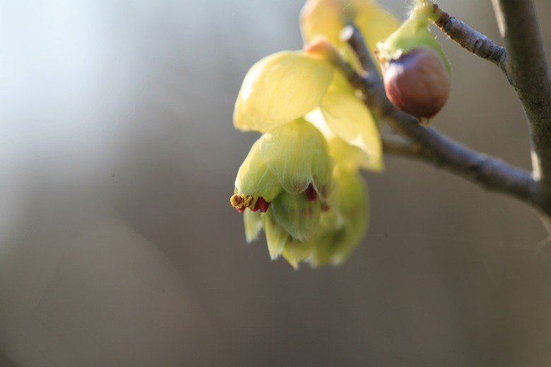 春の花木 ミズキ アセビ サンシュユ そよ風にふかれて 春の花木 ミズキ アセビ サンシュユ そよ風にふかれて