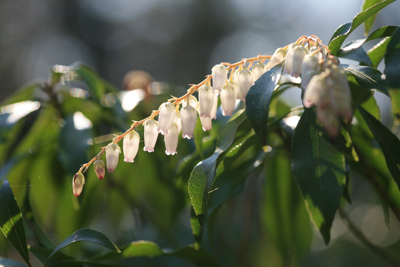 春の花木 ミズキ アセビ サンシュユ そよ風にふかれて 春の花木 ミズキ アセビ サンシュユ そよ風にふかれて