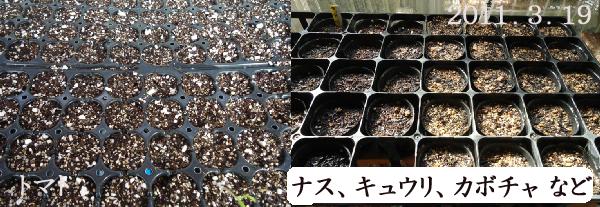 今年の冬は寒い、発芽が遅れる野菜達_d0122497_20195733.jpg