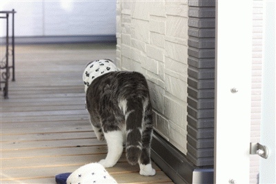 e0149299_144022100.gif