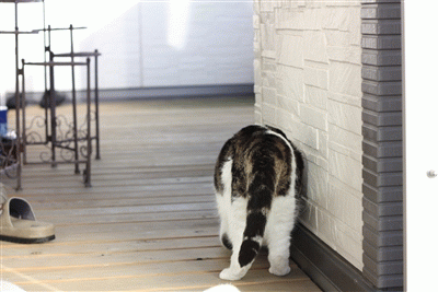 e0149299_1440941.gif