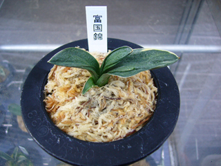 万年青・・・「 富国錦 」 : いつも遠い空を想って