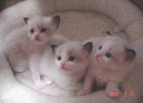 子猫生まれました。_e0033609_10414244.jpg