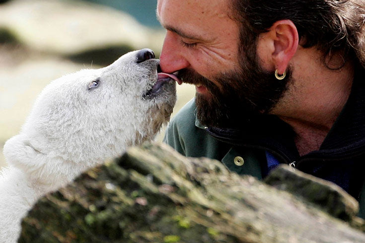 ベルリン動物園 シュタイフ ホッキョクグマ クヌート 113147 ベルリン動物園 シュタイフ ホッキョクグマ クヌート 113147 クヌート