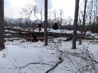 【臨時】田嶋山林　カラマツの皆伐_c0173813_22144663.jpg