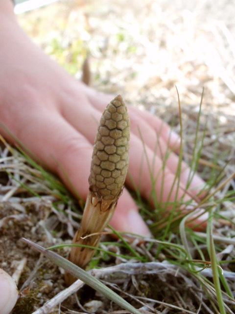 e0136620_684799.jpg