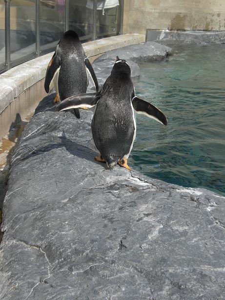 てこてこ歩く あくびのつぼ てこてこ歩く あくびのつぼ