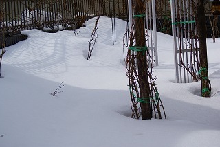 f0170524_12254713.jpg