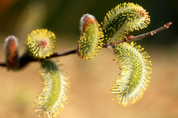 c0104227_1231323.jpg