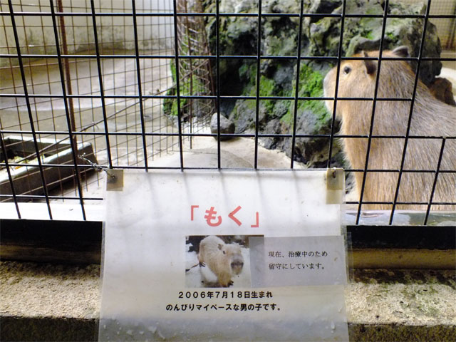 もく君が右前足を骨折 ~カピバラ飼育の難しさ~_a0179837_0202828.jpg