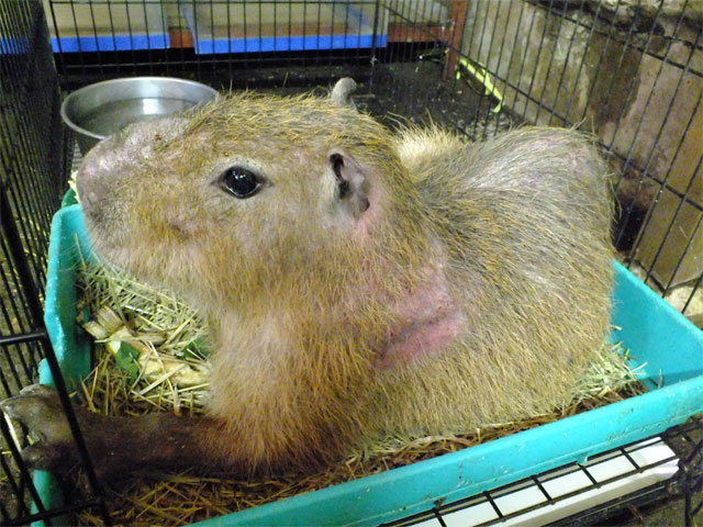 もく君が右前足を骨折 ~カピバラ飼育の難しさ~_a0179837_0242844.jpg