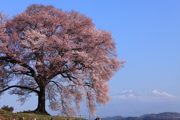 小田へ　神代桜の開花情報_e0207439_2332344.jpg