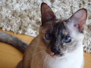猫のお友だち カイリちゃん編。_a0143140_21293310.jpg