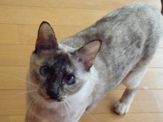 猫のお友だち カイリちゃん編。_a0143140_21303345.jpg