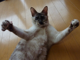 猫のお友だち カイリちゃん編。_a0143140_2130579.jpg