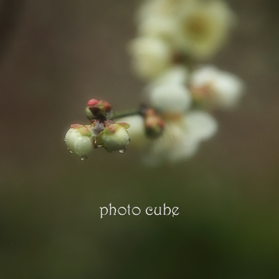 湘南物語　～雨の長谷散歩Ⅲ～_b0195043_332875.jpg