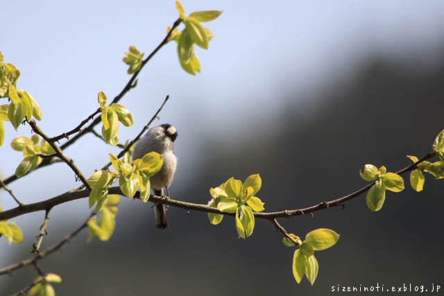 野鳥の森_f0147858_19243059.jpg