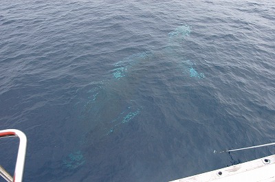 c0180460_1571349.jpg