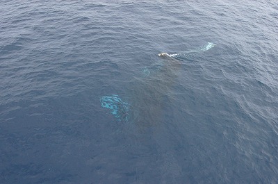 c0180460_1575567.jpg