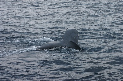c0180460_204597.jpg