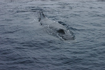 c0180460_215694.jpg