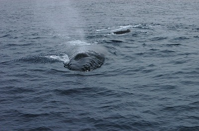 c0180460_21929.jpg