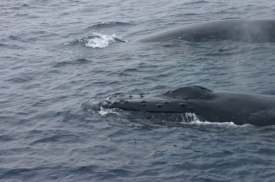 c0180460_2252100.jpg