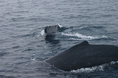 c0180460_232620.jpg