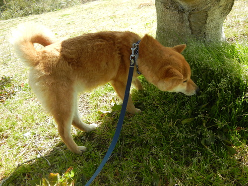 3月19日(土)悲しいお知らせ。_f0060461_6163871.jpg