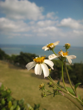 この春、日本中にたくさんの花が咲く_f0169661_20181935.jpg