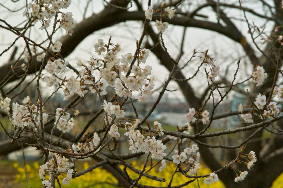 ほとけには桜の花をたてまつれ_b0084270_20392510.jpg