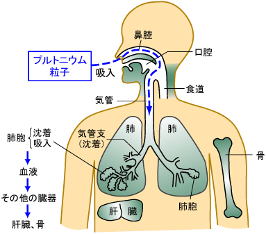 プルトニウムはどうなった？_c0139575_1243481.jpg