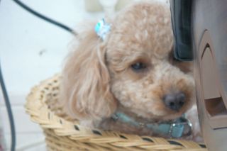 2011年3月20日 30人に200人分!_b0098584_832452.jpg