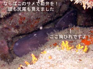 目指せシミランクルーズ♪_f0144385_23443993.jpg