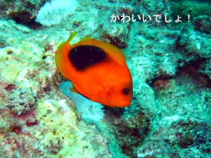 目指せシミランクルーズ♪_f0144385_23451952.jpg