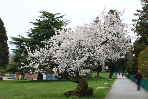 梅の木。じゃなくて桜の木。_d0129786_72082.jpg