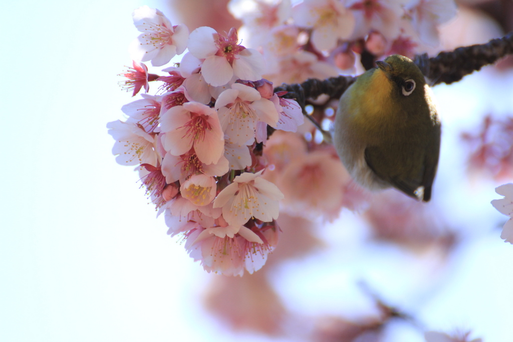 pray for JAPAN ～はばたけ！　メジロ_e0195587_15245175.jpg