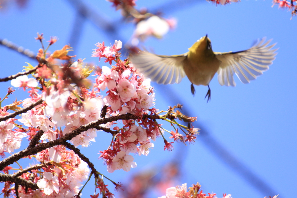 pray for JAPAN ～はばたけ！　メジロ_e0195587_1533075.jpg