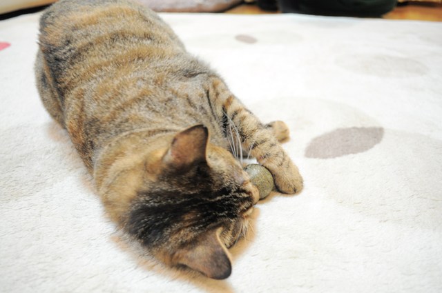 スリスリつーちゃん_a0126590_112497.jpg