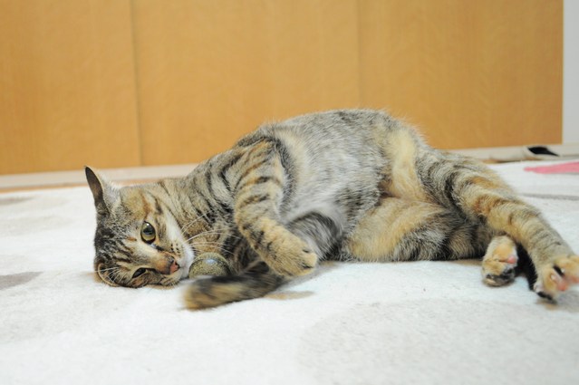 スリスリつーちゃん_a0126590_122034.jpg