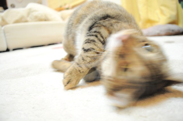 スリスリつーちゃん_a0126590_16754.jpg