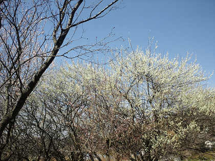 f0156297_08743.jpg