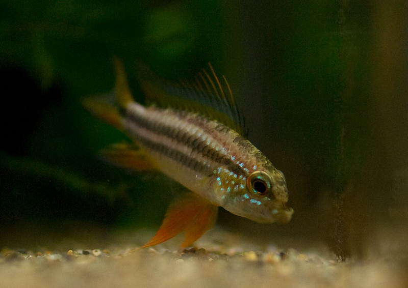 Apistogramma bitaeniata_d0061302_10545091.jpg