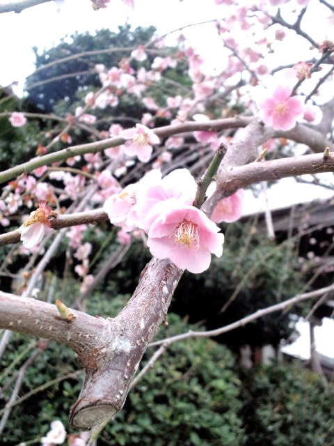 -春はすぐそこに-_c0198903_1544728.jpg
