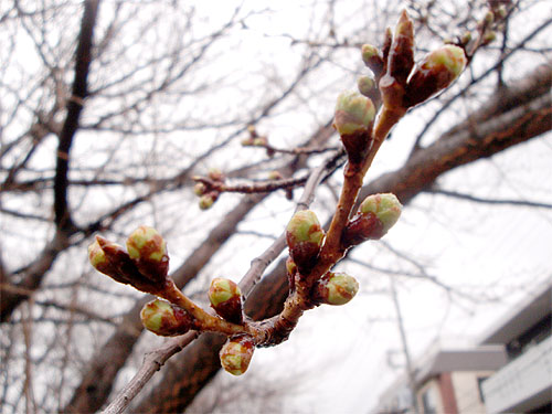 2011年 春分の日_c0137404_16211511.jpg