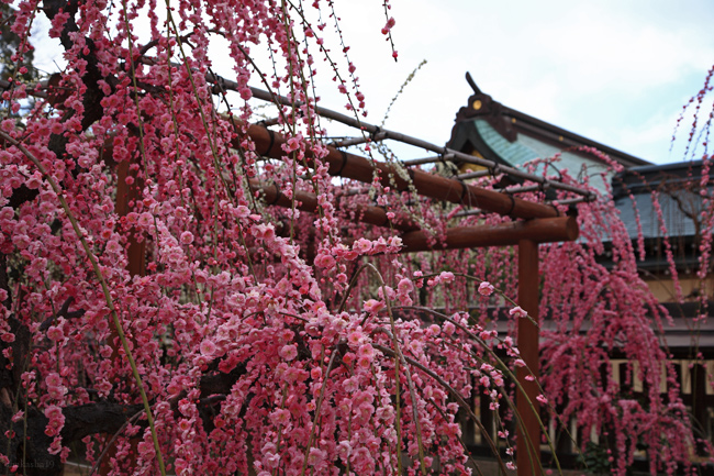 結城神社の枝垂れ梅(2011)_f0181310_848213.jpg