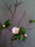 椿_f0201116_1554936.jpg