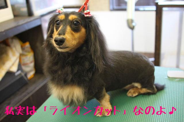 ひさしぶりの雨ですね。_b0130018_17472945.jpg